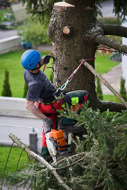 Ceredo, WV  Tree Services Company